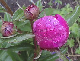 花,牡丹,開(kāi)花