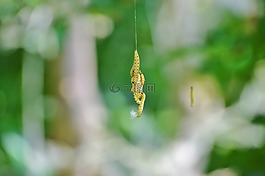 卡特彼勒,幼蟲,galleriinae