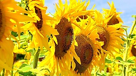 向日葵,黃色花,夏天