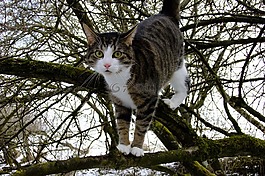 猫,katze,动物