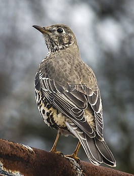 鳥,鳴鳥,鵝口瘡
