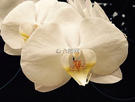 蘭花,白,花