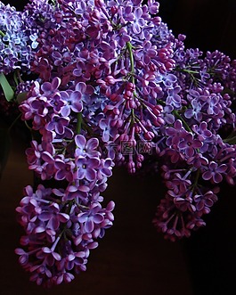 丁香,花,紫色