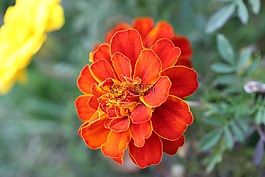 花園,園藝,花的