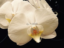 蘭花,白,花