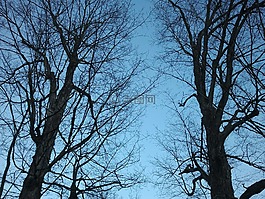 楓,樹(shù),春