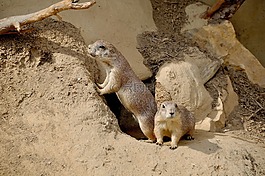 草原土撥鼠,嚙齒動物,nager