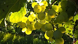 秋,葡萄,戶外