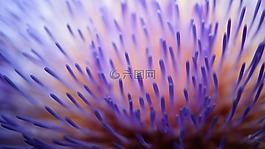 盛開,開花,特寫