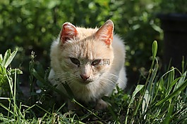 猫,别墅,村
