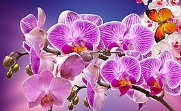 蘭花,鮮花,花園