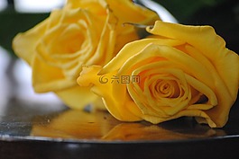玫瑰,黃色,花