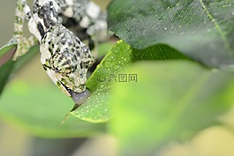 变色龙,蜥蜴,伪装