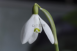 花,雪花蓮,春