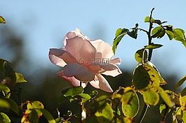 野生玫瑰,玫瑰,開花