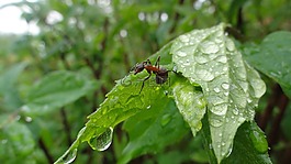 螞蟻,性質(zhì),水