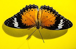 蝴蝶,昆蟲