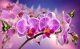 蘭花,鮮花,花園