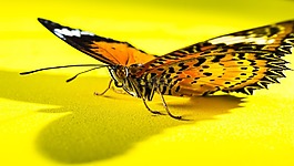 蝴蝶,昆蟲