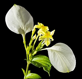 花,開花,黃色