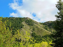 山,春,樹