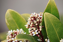 花卉,植物,葉