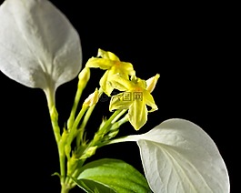 花,開花,黃色
