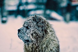 狗,雪,冬天
