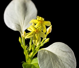 花,開花,黃色
