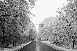 雪,木,性質(zhì)