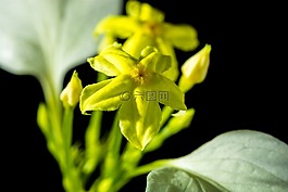 花,開花,黃色
