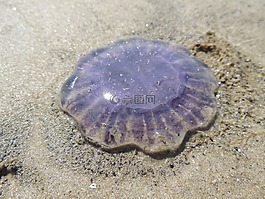 水母,紫,沙