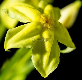 花,開花,黃色