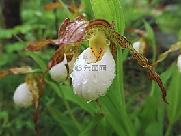 蘭花,frauenschuh,關(guān)閉