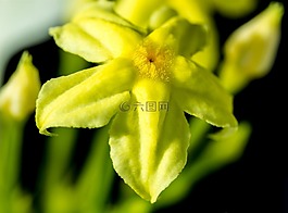 花,開花,黃色