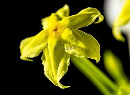 花,開花,黃色
