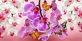 蘭花,鮮花,花園
