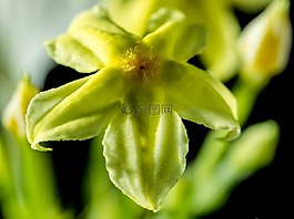 花,開花,黃色