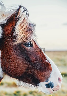 小馬,馬,動物
