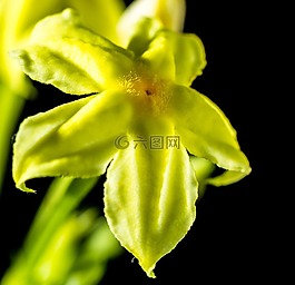 花,開花,黃色