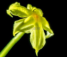 花,開(kāi)花,黃色