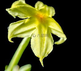 花,開花,黃色