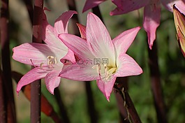 百合花,鮮花,粉紅色