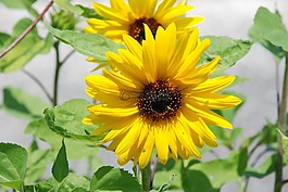 太陽花,花,黃色