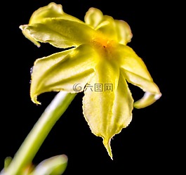 花,開花,黃色