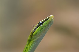 蛇,schlange,動物園