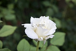 白玫瑰,浪漫,花