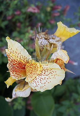花卉園,黃色,多彩