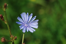 花,野花,性質