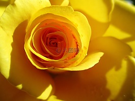 玫瑰,黃色,花